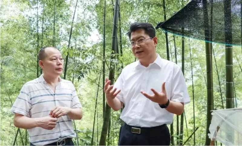Liu Shuo, Pingxiang savivaldybės partijos komiteto sekretorius, apžiūri Anoectochilus sodinimo bazę
