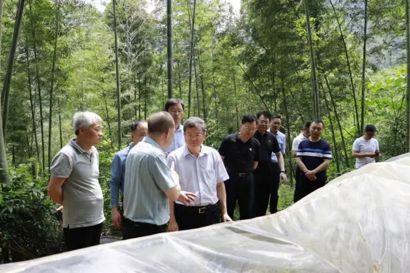 Liu Shuren, Nacionalinės miškų ir pievų administracijos plėtros ir reformų departamento direktorius, tiria Anxin Shibawan Anoectochilus sodinimo bazę