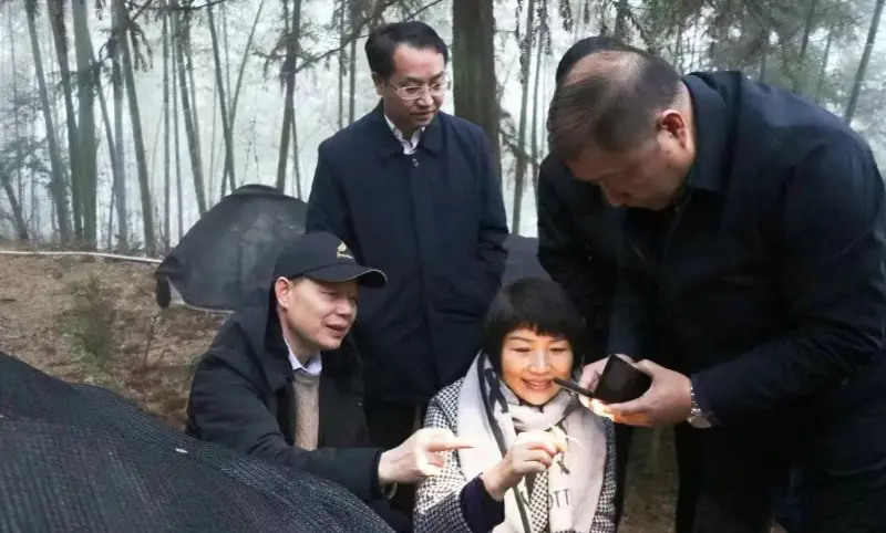Lu Xiaoqing, buvęs Jiangzhong Pharmaceutical pirmininkas ir dabartinis Dziangsi provincijos partijos komiteto nuolatinio komiteto narys ir viešinimo departamento direktorius, tikrina mūsų sodinimo bazę
